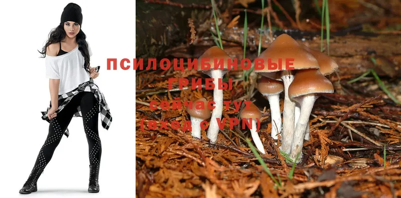 купить наркотик  Бокситогорск  Псилоцибиновые грибы Magic Shrooms 